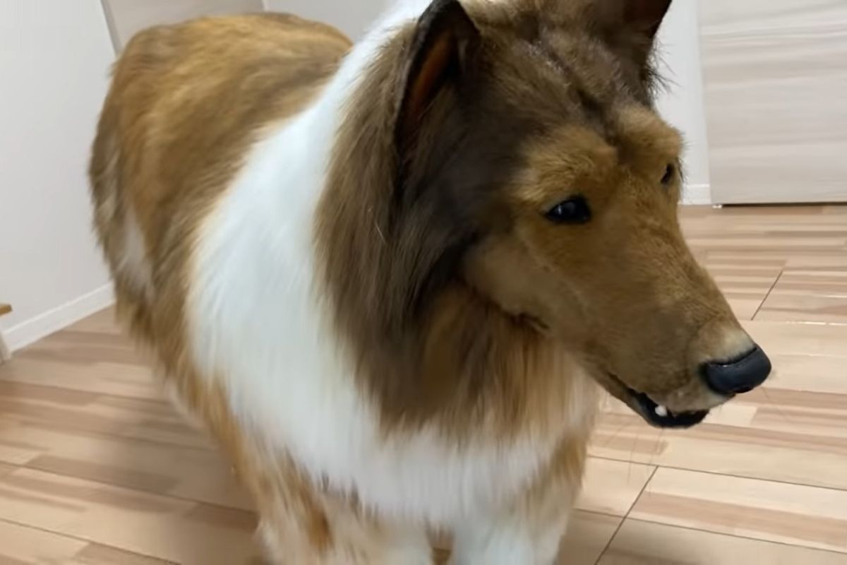 Pria Jepang yang Habiskan Rp 213 Juta demi Jadi Anjing, Kini Ingin Jadi  Hewan Berkaki Empat Lain Halaman all - Kompas.com