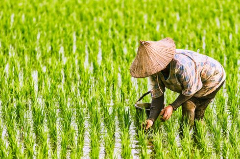 Hama Wereng Serang 70 Hektar Sawah di Kota Padang