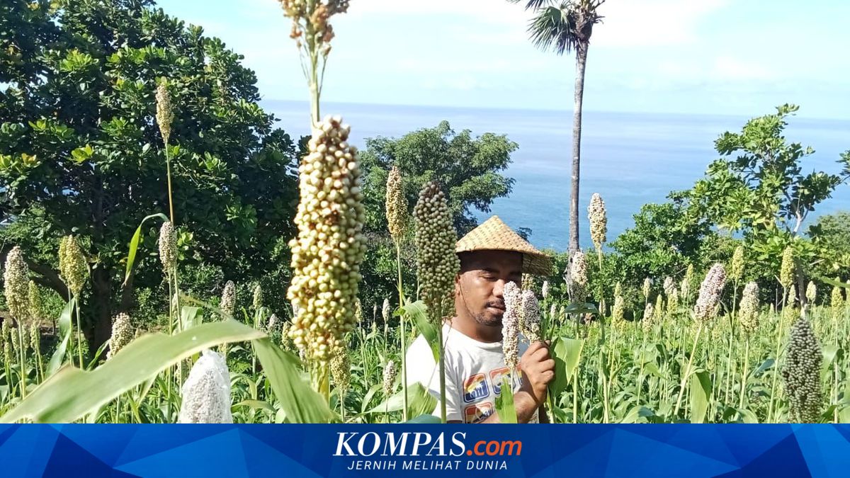 Kurangi Batu Bara, PLN IP Serap Sorgum Petani Jadi Bahan Bakar PLTU