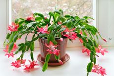 5 Tanaman Bunga yang Tumbuh Subur dengan Perawatan Minim