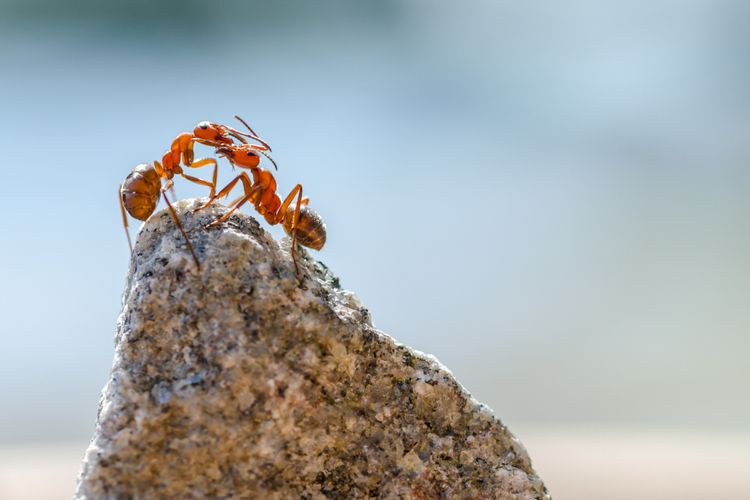 Ilustrasi cara semut berkembang biak