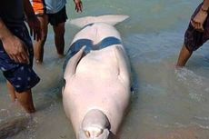 Warga Potong dan Masak Bangkai Dugong Berbobot 100 Kg yang Terdampar di Maluku