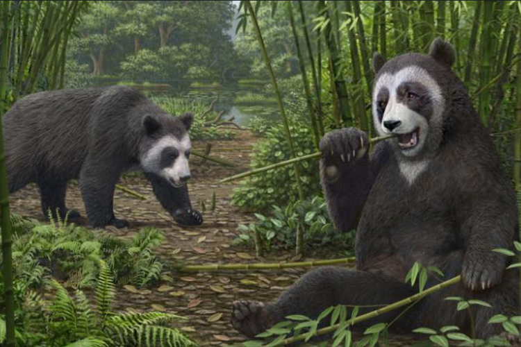 Ilustrasi nenek moyang panda,  Ailurartos.