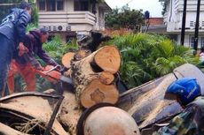 Sukabumi Masih Rawan Pohon Tumbang Jika Hujan dan Angin Kencang 
