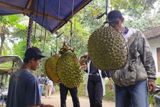 Uniknya Dusun Pranan di Yogyakarta, Mayoritas Warga Jualan Durian