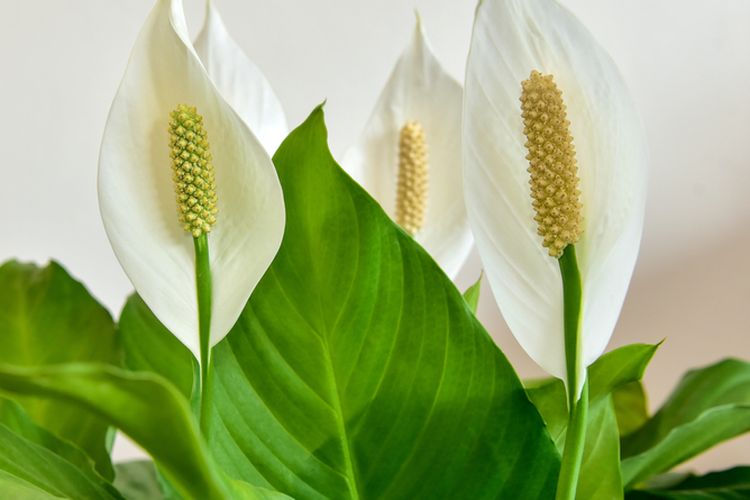 Ilustrasi peace lily