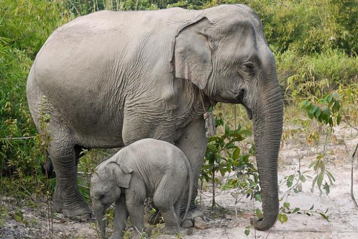 Gajah Asia berukuran lebih kecil dibanding gajah Afrika.