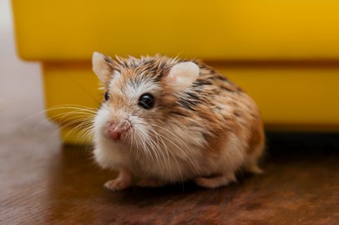 Bolehkah Memandikan Hamster dengan Sabun? Ini Penjelasannya