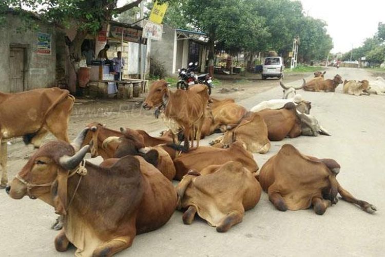 Sapi-sapi yang berkeliaran di jalan-jalan raya India.