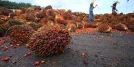 Petani Sawit Menjerit, Kebijakan Ekspor Satu Pintu Dinilai Bikin Harga TBS Turun Drastis 