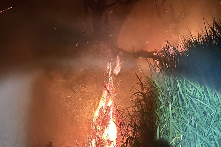 Hutan Gunung Slamet Terbakar, Api Diduga Berasal dari Puntung Rokok Pendaki