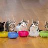 Bolehkah Kucing Makan Pisang dan Bagaimana Cara Memberikannya?