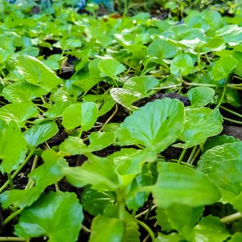 Ilustrasi tanaman pegagan (Centella asiatica).