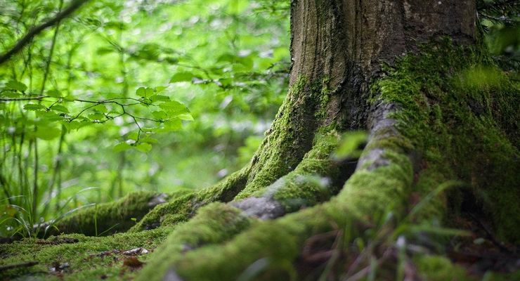 166 Hektar Area IKN Nusantara akan Dijadikan Hutan Tropis