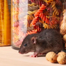 8 Cara Mudah Mencegah Tikus Masuk ke Rumah
