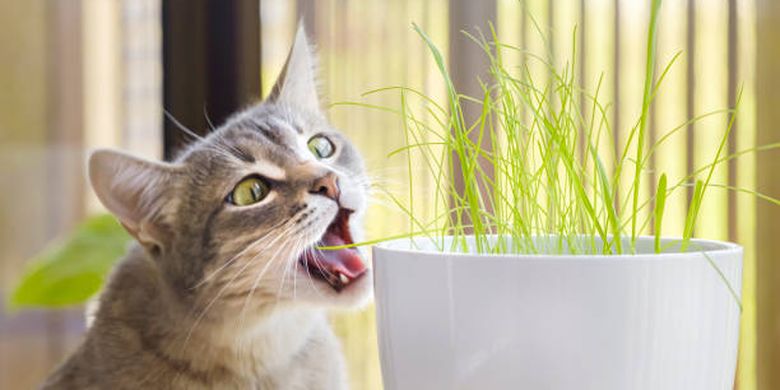 Ilustrasi kucing makan tanaman.