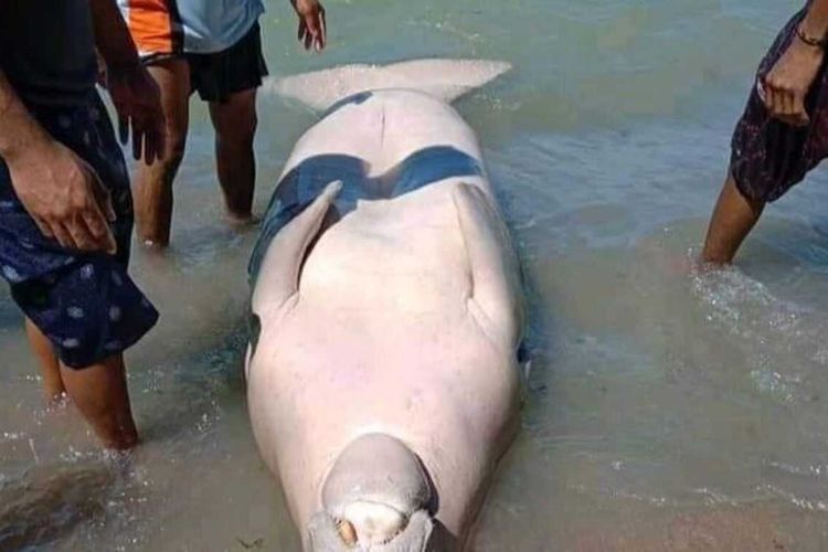 Seokor dugong ditemukan terdampar di pesisir pantai Dusun Tihu, Desa Tahalupu, Kabupaten Seram bagian Barat, Maluku, Rabu (18/8/2021)