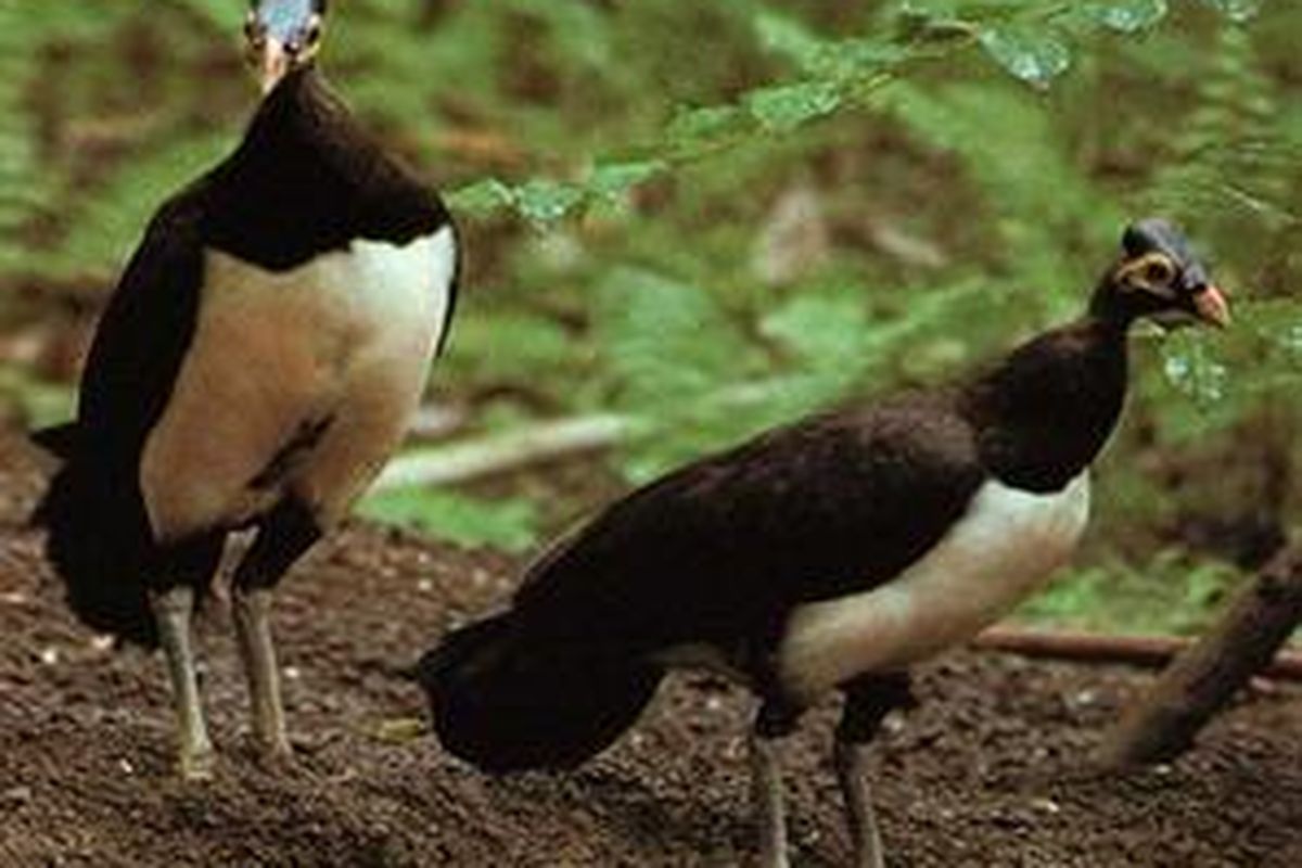 Burung maleo (<i>Macrocephalon maleo</i>) khas Pulau Sulawesi.
