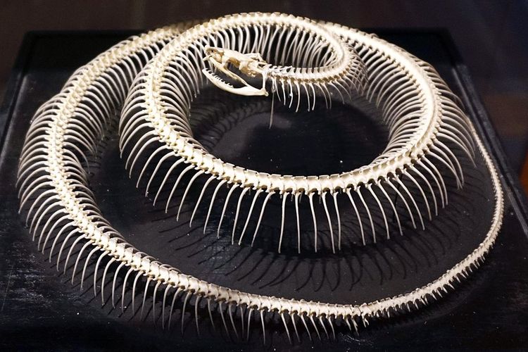 Kerangka ular di National Museum of Natural Sciences, Spanyol. Studi baru menemukan cara unik ular mengganti gigi lamanya.