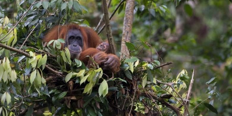 Betina orangutan sumatera bersama bayinya di sarang mereka di Bukit Lawang, bagian dari Taman Nasional Leuser, hutan hujan yang menempati provinsi Sumatera Utara dan Aceh, 10 April 2013.