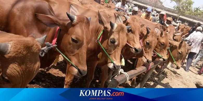 Benarkah Sapi Menangis karena Sedih Akan Disembelih? Ini Kata Ahli UGM ...