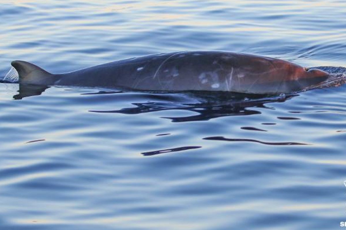 Penampakan spesies paus baru di lepas panatai barat Meksiko. 


