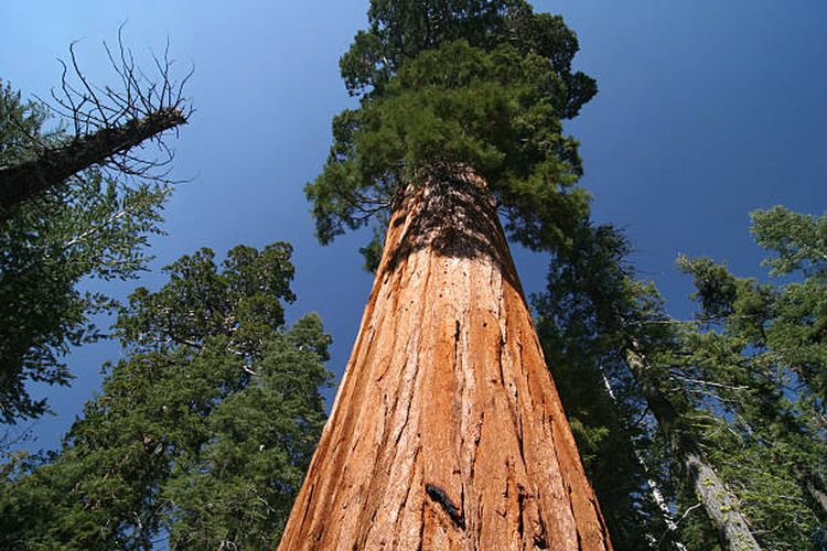 Ilustrasi pohon Sequoia sempervirens.