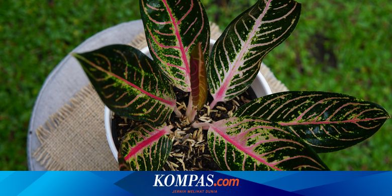 5 Cara Merawat Aglonema agar Cepat Beranak