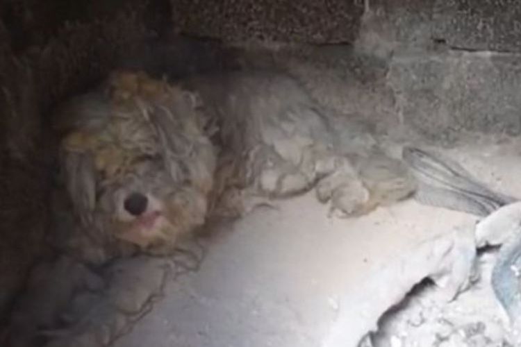 Seekor anjing pudel berbulu putih ditemukan meringkuk dan tertutup abu di dalam tungku perapian di Kota Mati, Yunani, yang telah dilanda bencana kebakaran besar pekan lalu.
