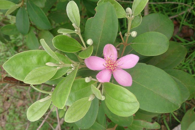 Ilustrasi tanaman kemunting atau karamunting (Rhodomyrtus tomentosa), daun kemunting.