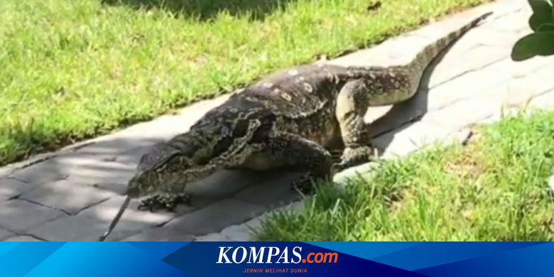 Biawak Sepanjang 2 Meter Meneror Sebuah Keluarga Di Florida