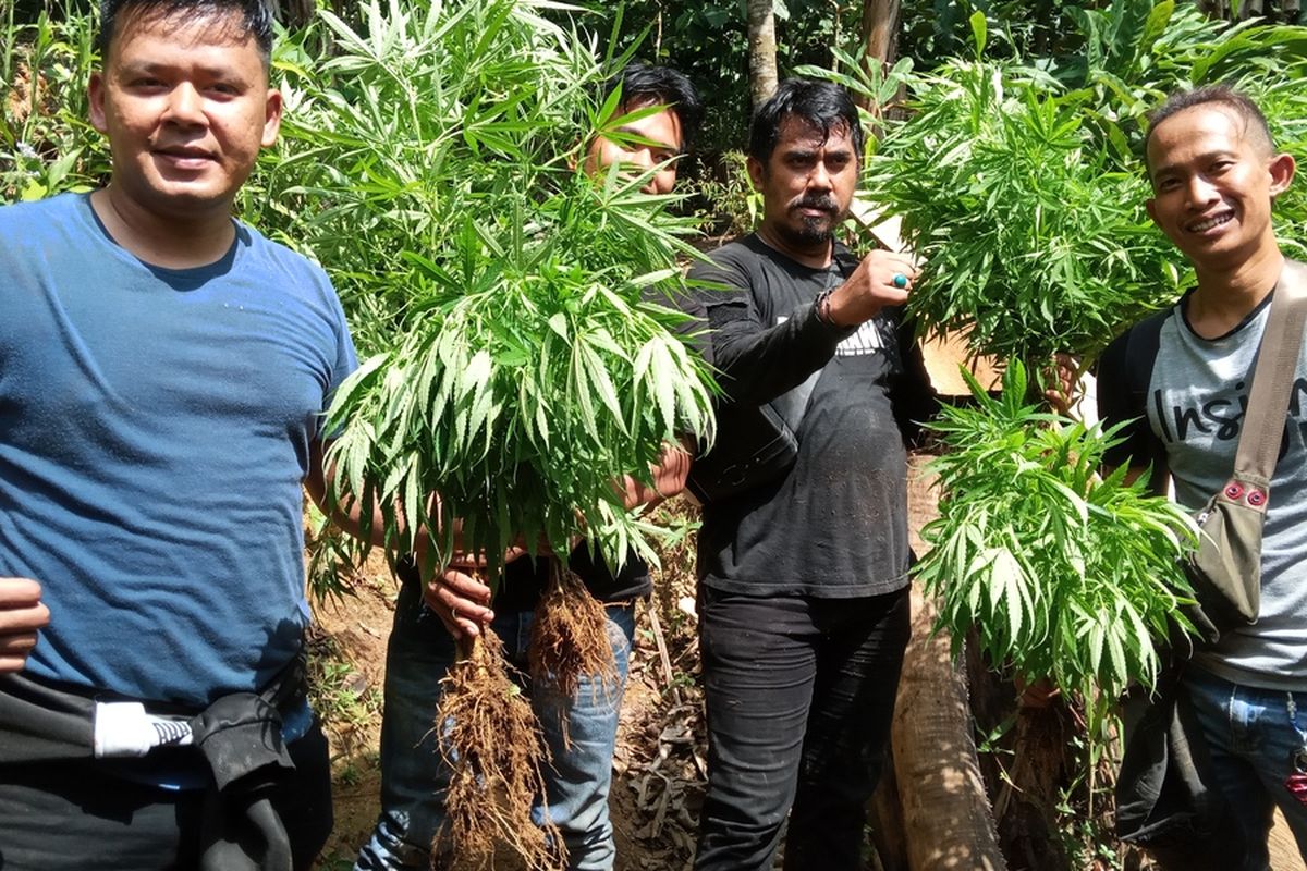 Sejumlah anggota polisi di Cianjur, Jawa Barat, memerlihatkan ratusan batang ganja yang bsrhasil diamankan di sebuah ladang di kawasan gunung Karuhun, Campaka, Selasa (28/6/2022).