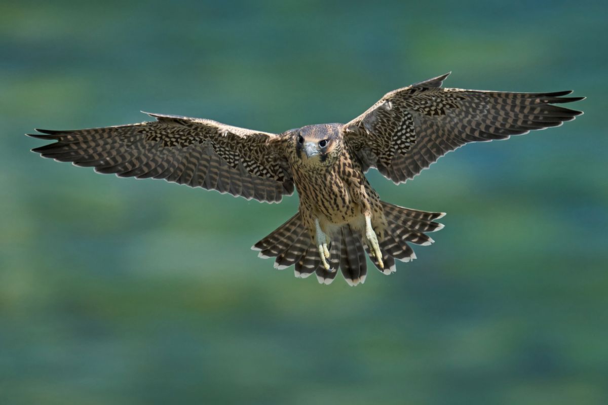 Burung elang peregrine, Peregrine falcon (Falco peregrinus) adalah hewan yang terbang paling cepat di dunia.
