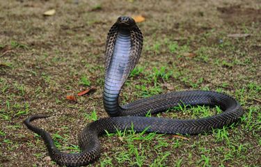 Natalya Zakharova porno