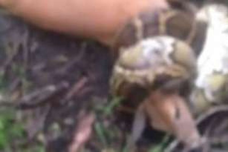 Foto ini diambil dari video yang direkam Jimmy Wilson yang menyaksikan saat-saat seekor ular piton burma melilit seekor rusa di kawasan berawa di Florida, AS.