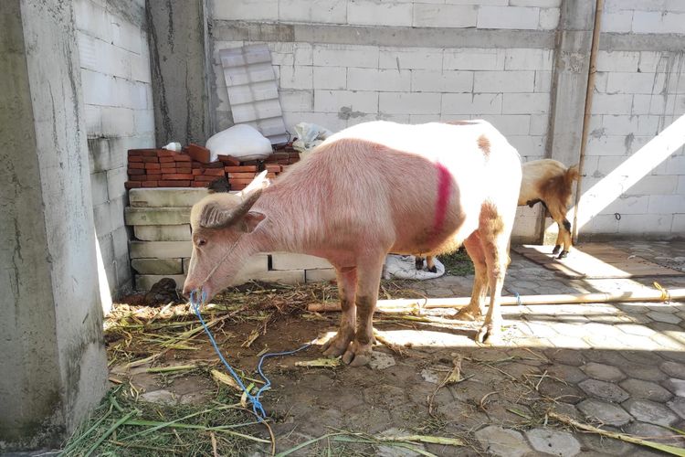 Beda dengan Sapi, Ada Cara Khusus Saat Distribusi Kurban Kerbau Bule di Masjid Agung Demak