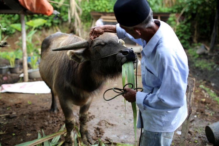 Datu Penghulu Sati (68) memberi makan kerbau dengan tebu sebelum menjadi penggerak kilang di Desa Lawang, Kabupaten Agam, Sumatera Barat, Selasa (2/5/2017). Pengolahan tebu tradisional masih menggunakan tenaga kerbau dan kilang tebu milik Datu Penghulu Sati menjadi satu-satunya kilang yang memakai kayu di Desa Lawang.