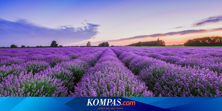 Memilih Bunga Sesuai Zodiak Bisa Untuk Hadiah Halaman All Kompas Com