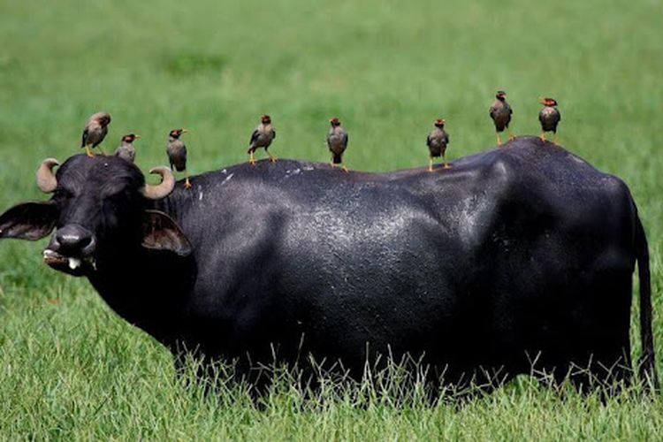 Kerbau dengan Burung Jalak