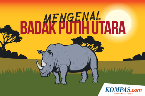 INFOGRAFIK: Mengenal Badak Putih Utara