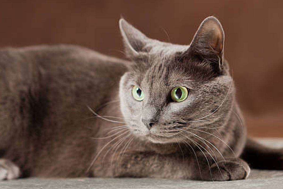 7 Ras Kucing Langka yang Jarang Ditemukan