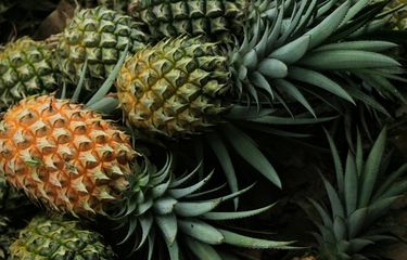 Ilustrasi nanas, buah nanas. Buah nanas memiliki banyak manfaat. Salah satu manfaat buah nanas, diyakini dapat membantu menurunkan berat badan.