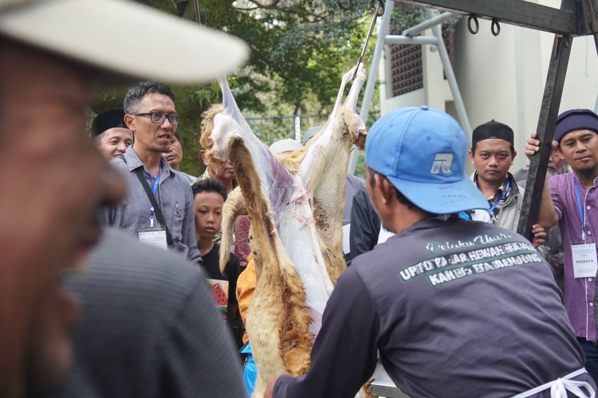 Seorang peserta pelatihan dari DKM di Jabar sedang mempraktekan pengurusan hewan kurban. 
