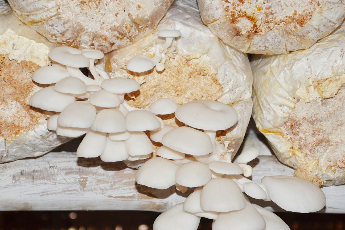 Ilustrasi jamur tiram, ilustrasi baglog.