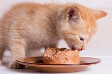 Bolehkah Mencampur Makanan Kering dan Basah untuk Kucing?