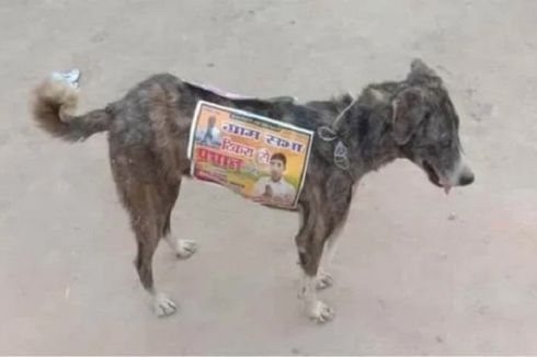 Para Caleg India Gunakan Anjing Liar sebagai Papan Iklan Berjalan