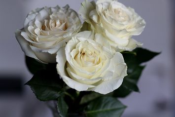 Cari Tahu Arti Bunga Mawar Putih Sebelum Menjadikannya Hadiah