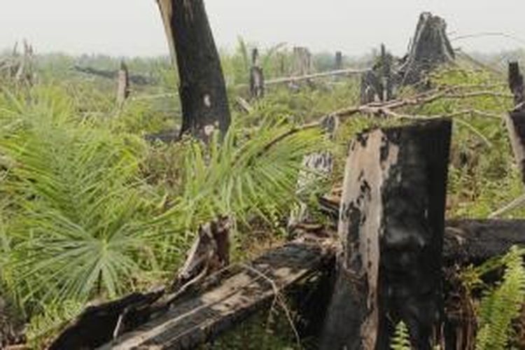 Hamparan kebun kelapa sawit yang ditanam di sebelah lokasi kebakaran Suaka Margasatwa Kerumutan, Rabu (28/10/2015). Kebun itu diduga berada di dalam areal hutan konservasi itu. 