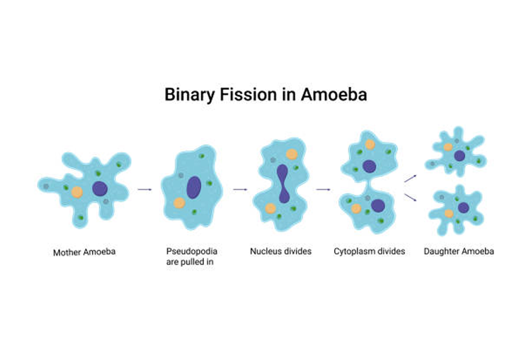 Ilustrasi cara reproduksi amoeba.