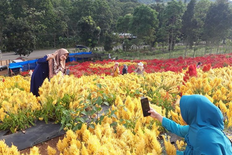 Taman Bunga, Celosia, di Desa Sare, Kecamatan Lembah Selawah, Kabupaten Aceh Besar, Senin (9/3/2020) sore. 